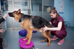 terapia-manualna-psa-ćwiczenia-ruchowe-psi-fitness-fizjoterapia-psa-Psychodnia