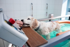 bieznia-wodna-fizjoterapia-psa-stawiamy-na-lapy